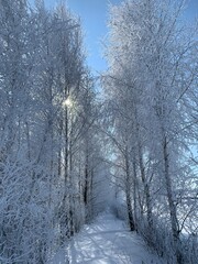Winter landscape, forest trees covered with frost and snow in sunny winter day, winter forest landscape
