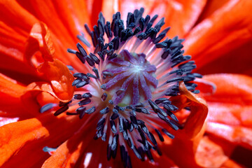 Macro photo of a red poppy flower on a bright sunny day. Horizontal with blurred background shallow depth of field