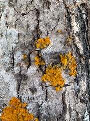 Yellow moss on a tree, micro, eco. Yellow lichen on tree trunk bark background. Close-up moss texture on tree surface. 
