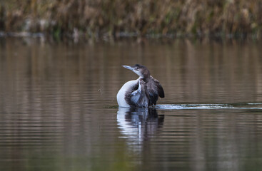 Common Loon, Gavia Immer, stands up in water, flapping his wings, displaying winter tan colors, white chest, in a hidden lagoon in west Central Florida