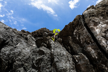 Plante entre les roches