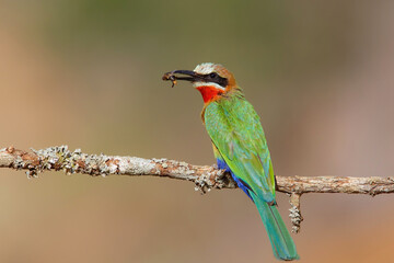 White-fronted Bee-eater (Merops bullockoides) with an insect as a prey sitting on a branch in...
