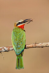 White-fronted Bee-eater (Merops bullockoides) with an insect as a prey sitting on a branch in Zimanga Game Reserve near Mkuze in South Africa