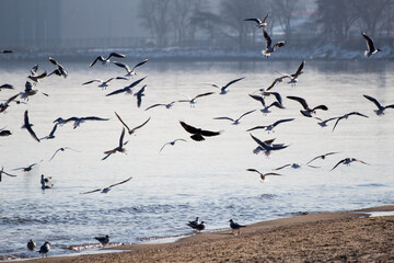 seagulls on the beach in flight over the baltic sea