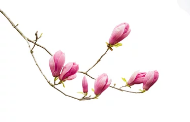 Fototapeten Pink magnolia flowers isolated on white background © xiaoliangge