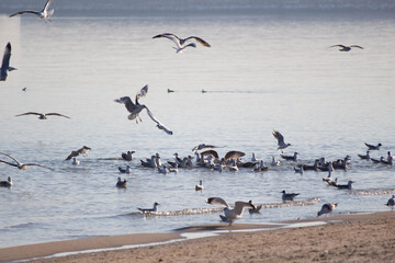 seagulls on the beach in flight over the baltic sea