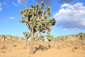 Fototapeta na wymiar Joshua Tree National Park in California, USA
