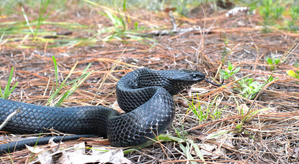 eastern Indigo snake (Drymarchon couperi) slithering right, tongue out, long leaf pine needles,...