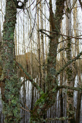 Closeup photography of trees texture