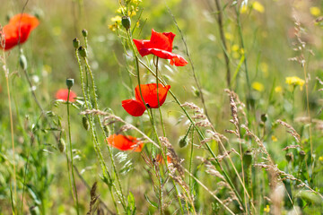 Bright red poppies plants grow among field grass, spikelets. Warm summer day.