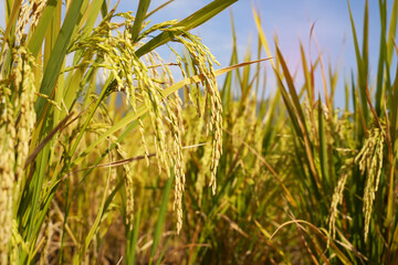 Rice field on rice paddy green color lush growing is a agriculture