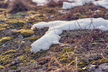 Moss on the slope of a rocky mountain under the melted snow.