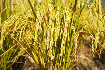 Rice field on rice paddy green color lush growing is a agriculture