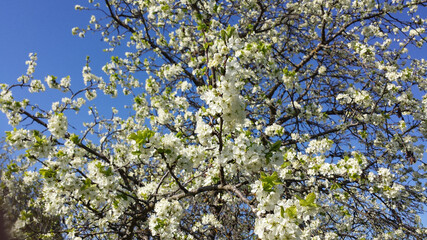 Spring flowering trees with white flowers in the garden against the blue sky.