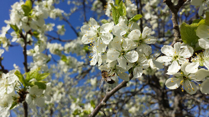 Spring background in the form of flowering tree branches with white flowers against a blue sky. Spring flowers. Beautiful nature scene with a flowering tree and sun sky. Easter sunny day.
