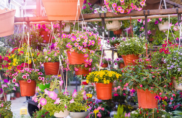 Fototapeta na wymiar colourful petunia flowers hanging in garden