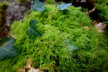 MOUSSE ET FEUILLES DE LIERRE