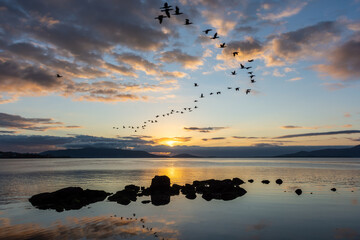 Seascape at sunrise on the horizon, flying birds and rocks in the foreground, calm sea, blue sky and golden clouds