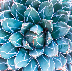 Miniature succulent plants (succulent cactus) at the garden