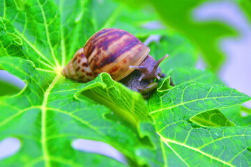 snail on a leaf
