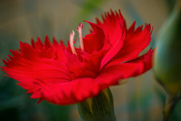 closeup of a red spring flower with green background