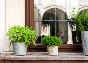 Fototapeta na wymiar Growing herbs in pots on a window