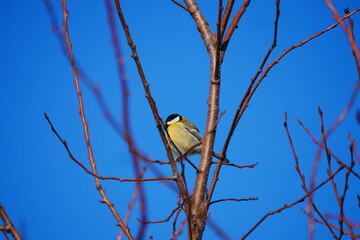 Parus major Great tit sits on leafless branches with a blue sky