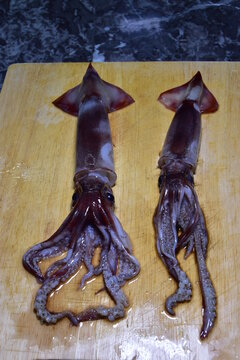 Il totano, Todarodes sagittatus  &egrave; un mollusco cefalopode marino ed appartiene alla grande famiglia dei calamari catturato nella costa tirrenica della Sicilia