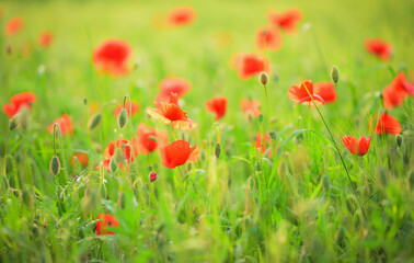 Ein Feld mit Klatschmohn