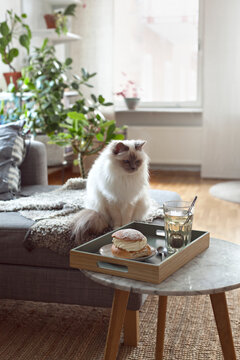 Cat next to Brick on marble table with Swedish Dessert Semla