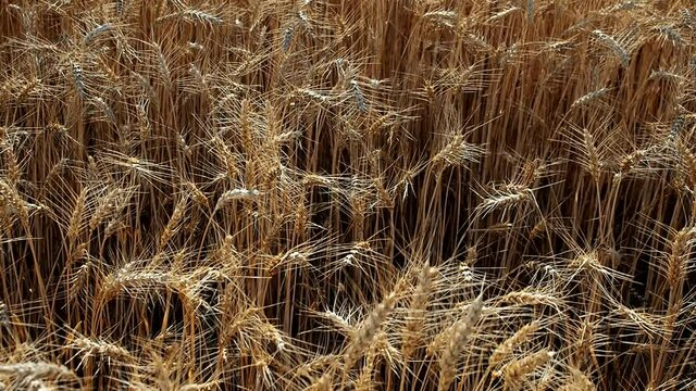 Gold wheat (Triticum) field background in HD VIDEO. Detail of ripe ears of yellow cereal field swaying from the gentle wind and ready for harvest growing in agricultural farm. Close-up.