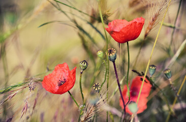 Ein Bild von Klatschmohnblüten , deren Samenstände und Getreideähren