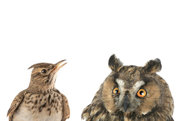 figurative picture of a portrait of an owl and a lark isolated on a white background.
