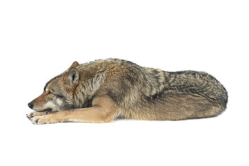 gray wolf lies on the snow isolated on white background © fotomaster