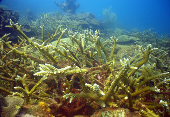 Naklejka na ściany i meble underwater coral reef , caribbean sea , Bonaire island 
