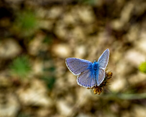 Blue butterfly on blurred background