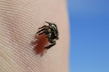 Obraz premium macro of spider against human skin