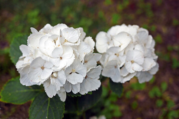 Obraz premium Two white hortensia flowerhead on dark green background