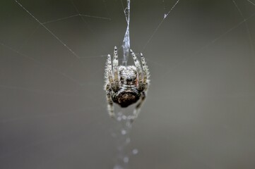 small spider hanging from web