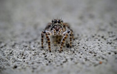 macro of a spider on the ground