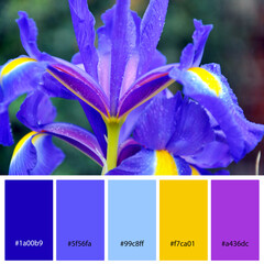 Designer Color Palette inspired by spring flowers. Designer pack with photograph and swatches with hex codes references.