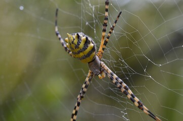 golden orb web spider closeup