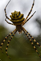 golden orb web spider on a web