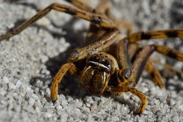closeup of hunting spider 