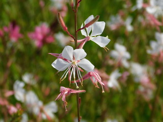 Bee blossom, or oenothera or gaura lindheimeri, flowers, in Glyfada, Greece