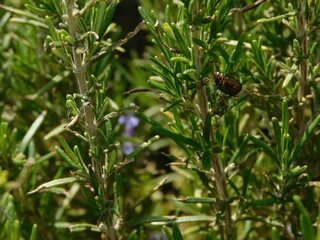 A golden rosemary leaf beetle, on a rosmarinus officinalis plant, at springtime