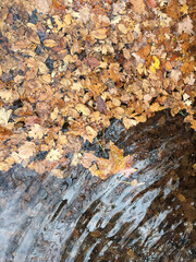 Feuille et eau