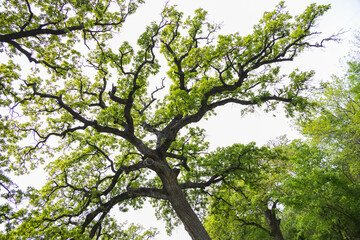 Tree branches and leaves of oak tree