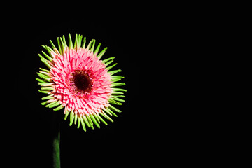 Spiky pink and green gerbera isolated on black background