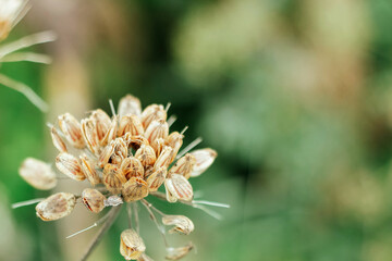 Seed of Giant Hogweed. Dangerous plant flowering with seeds